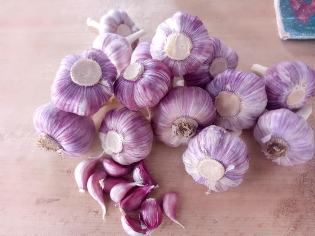 Product image - 🧄*now we offer FRESH GARLIC*🧄
     packing available: 10 , 15 kg or according to customer
We are alshams an import and export company that offer all kinds of agriculture crops.
ORDER OUR PRODUCT NOW
Best Regards
Merna Hesham
☎Tel: 0020402544299
📞Cell(whats-app) 00201093042965
✉️email :alshamsexporting@yahoo.com